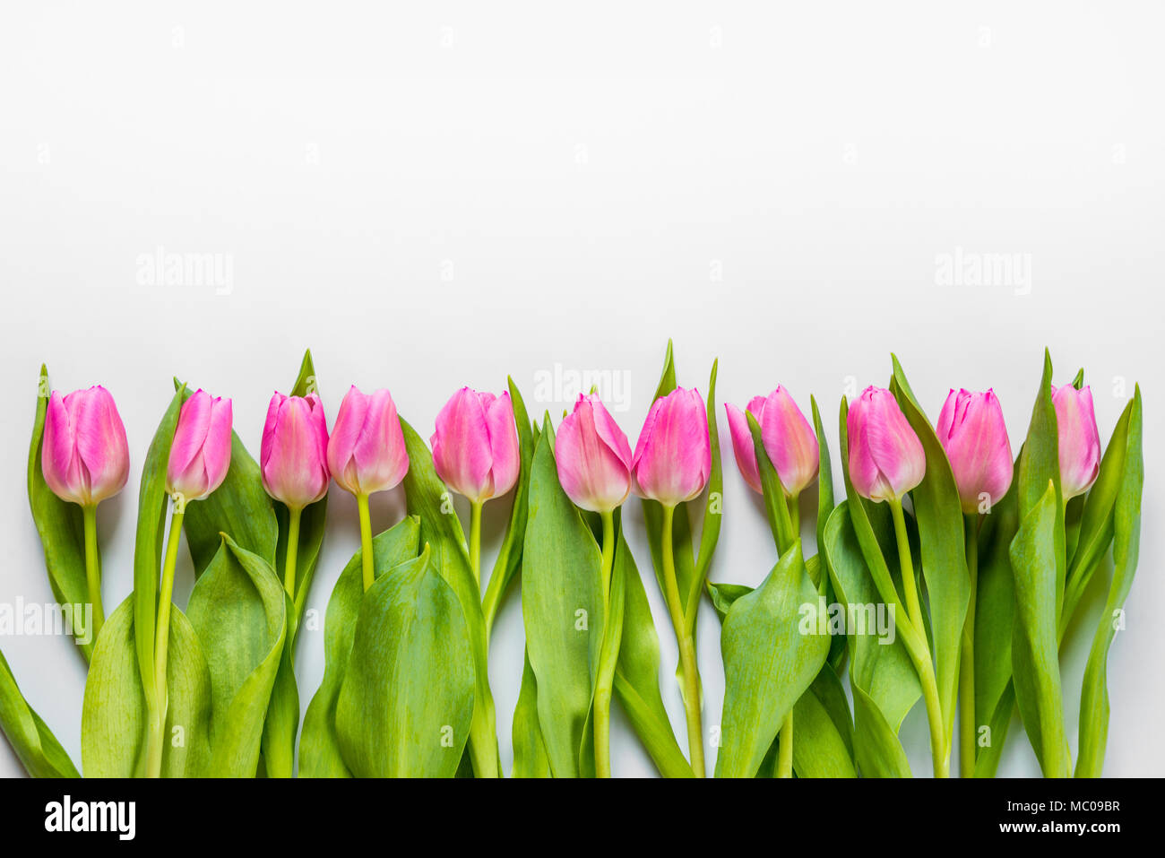 Top view of pink tulips arranged in line over white background. Copy space. Stock Photo