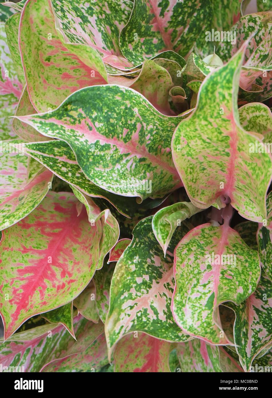 plant dracaena Dracaena fragrans 'Massangeana'