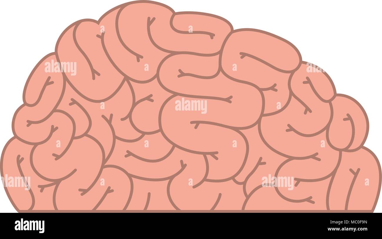 human brain organ icon Stock Vector Image & Art - Alamy