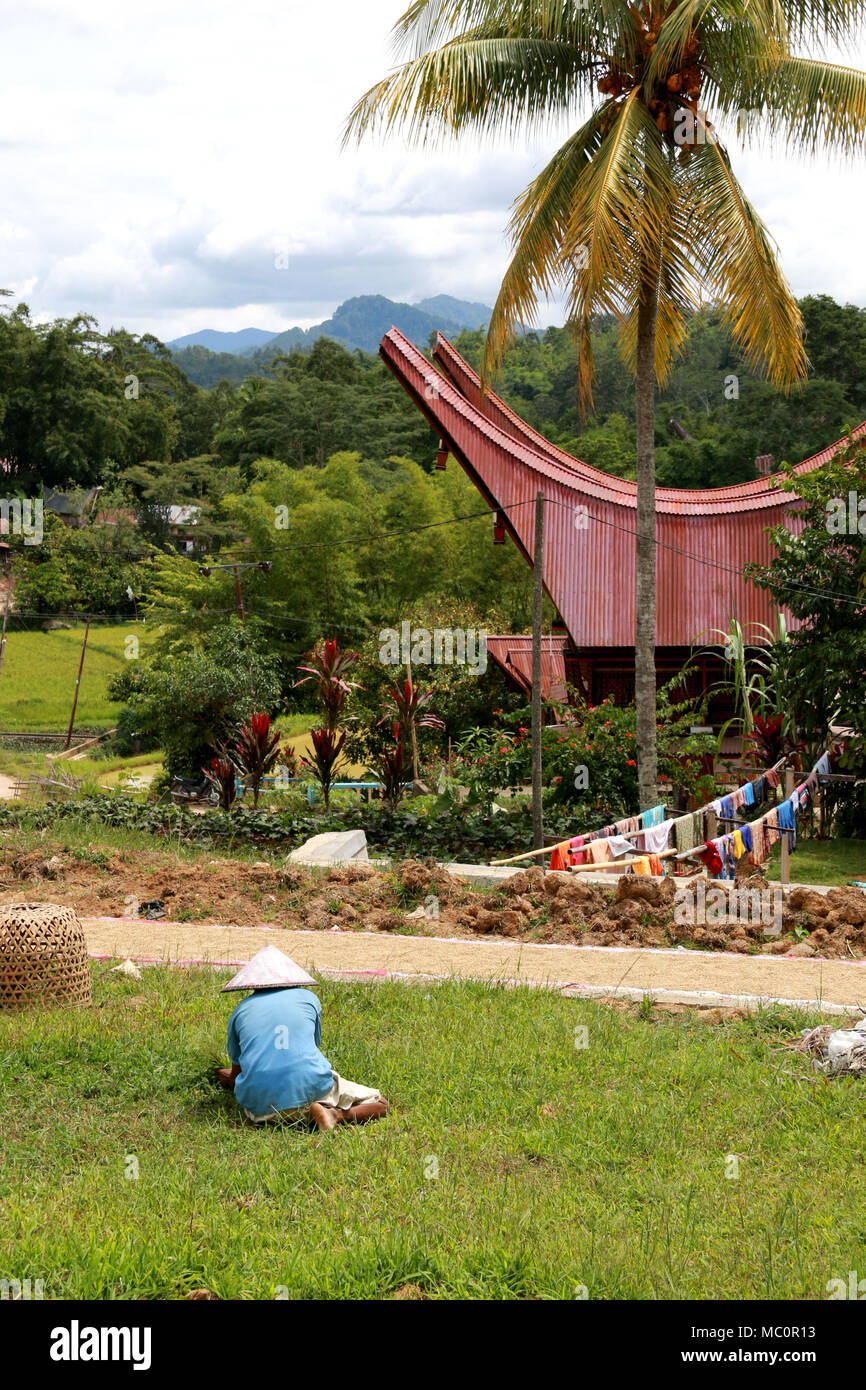 A Man with an Asian Hat cutting Grass in a Village in Toraja, Sulawesi, Indonesia Stock Photo