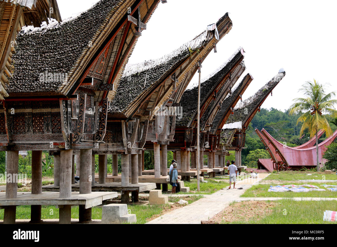Tongkonans, traditional Toraja houses with massive peaked-roofs, in a Village near Ke’te’ Ke’su, Toraja, Sulawesi, Indonesia Stock Photo