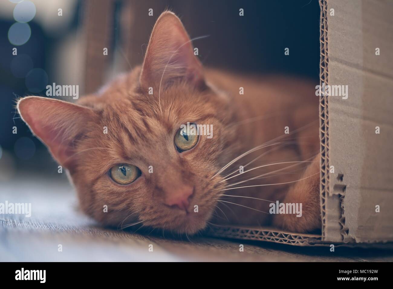 Ginger cat lying in a cardboard box and look to the camera Stock Photo ...