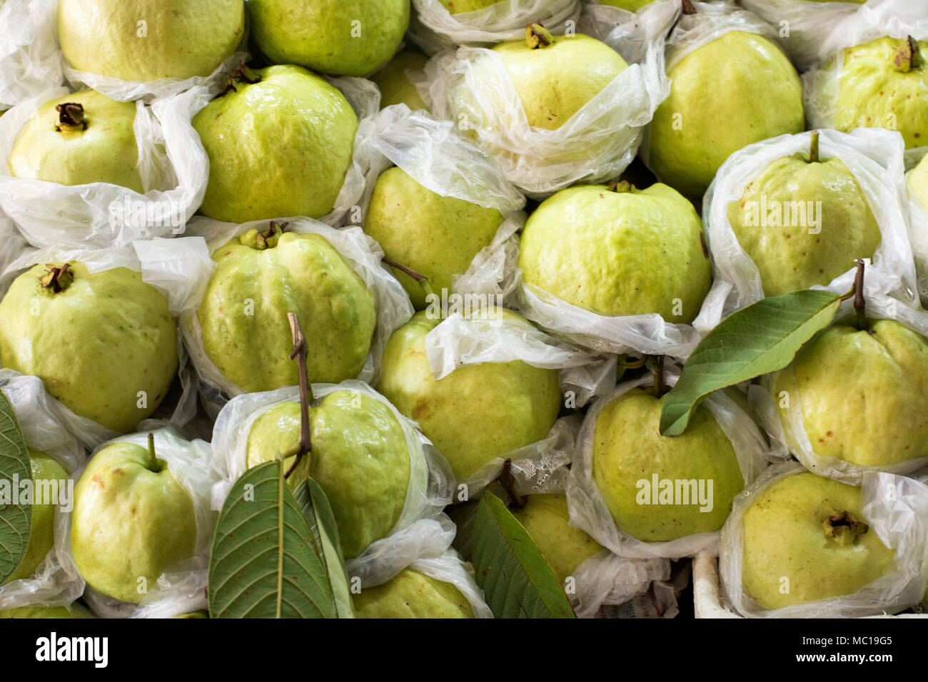 Harvesting Guayaba Guava Fruits for sale people in Fruit Shop at Don ...