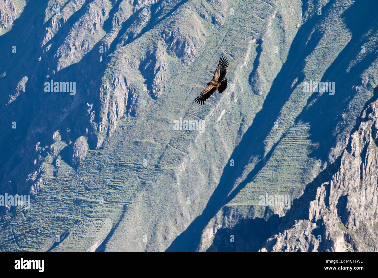 Condor flying near Cruz Del Condor viewpoint, Colca canyon, Peru Stock ...