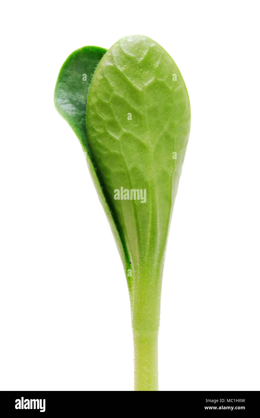 Green pumpkin sprout isolated on white background Stock Photo - Alamy