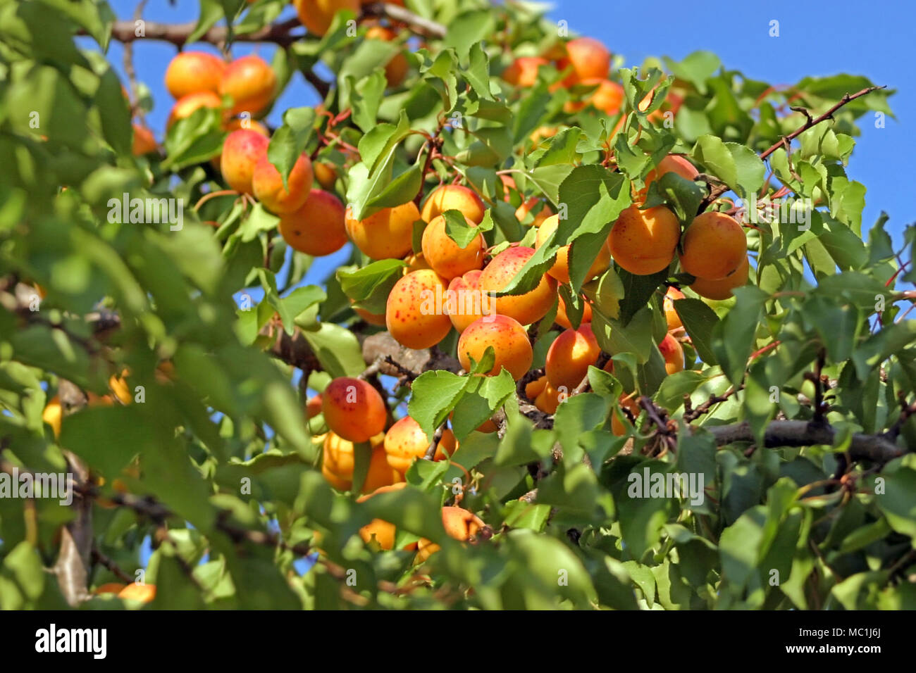 Ripe apricots on tree hi-res stock photography and images - Alamy