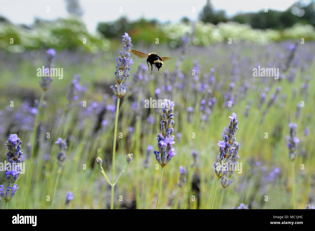 A bumblebee hovers over a row of lavender. Stock Photo