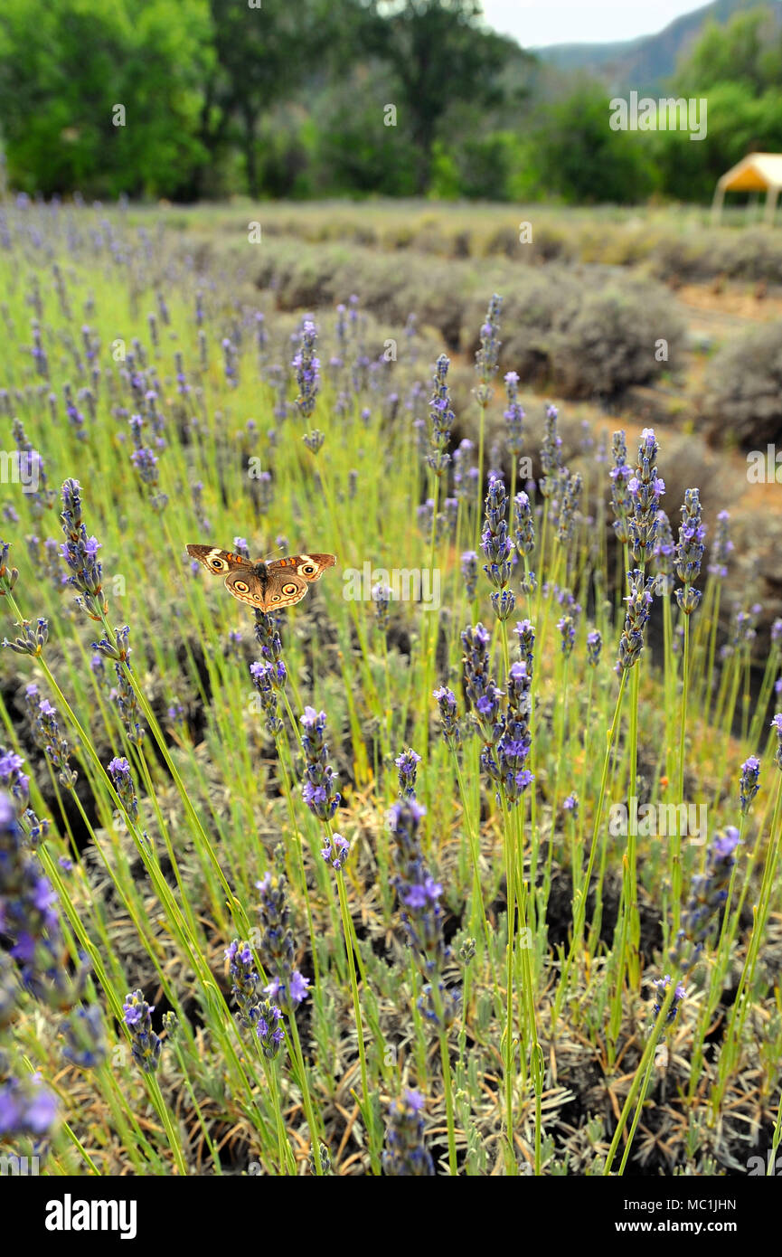 A butterfly spreads its wings above a row of lavender. Stock Photo
