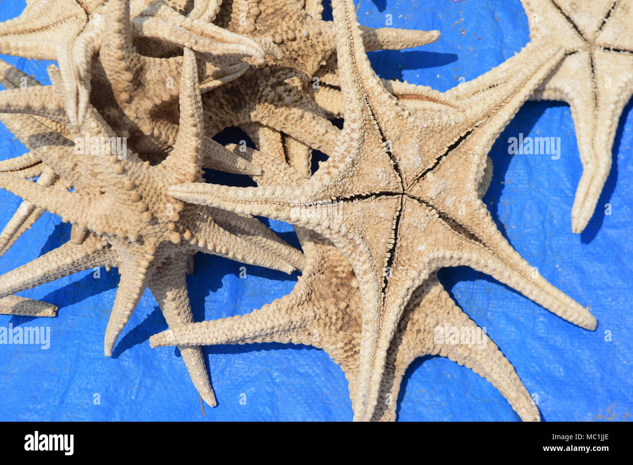 Seashell varieties hi-res stock photography and images - Alamy