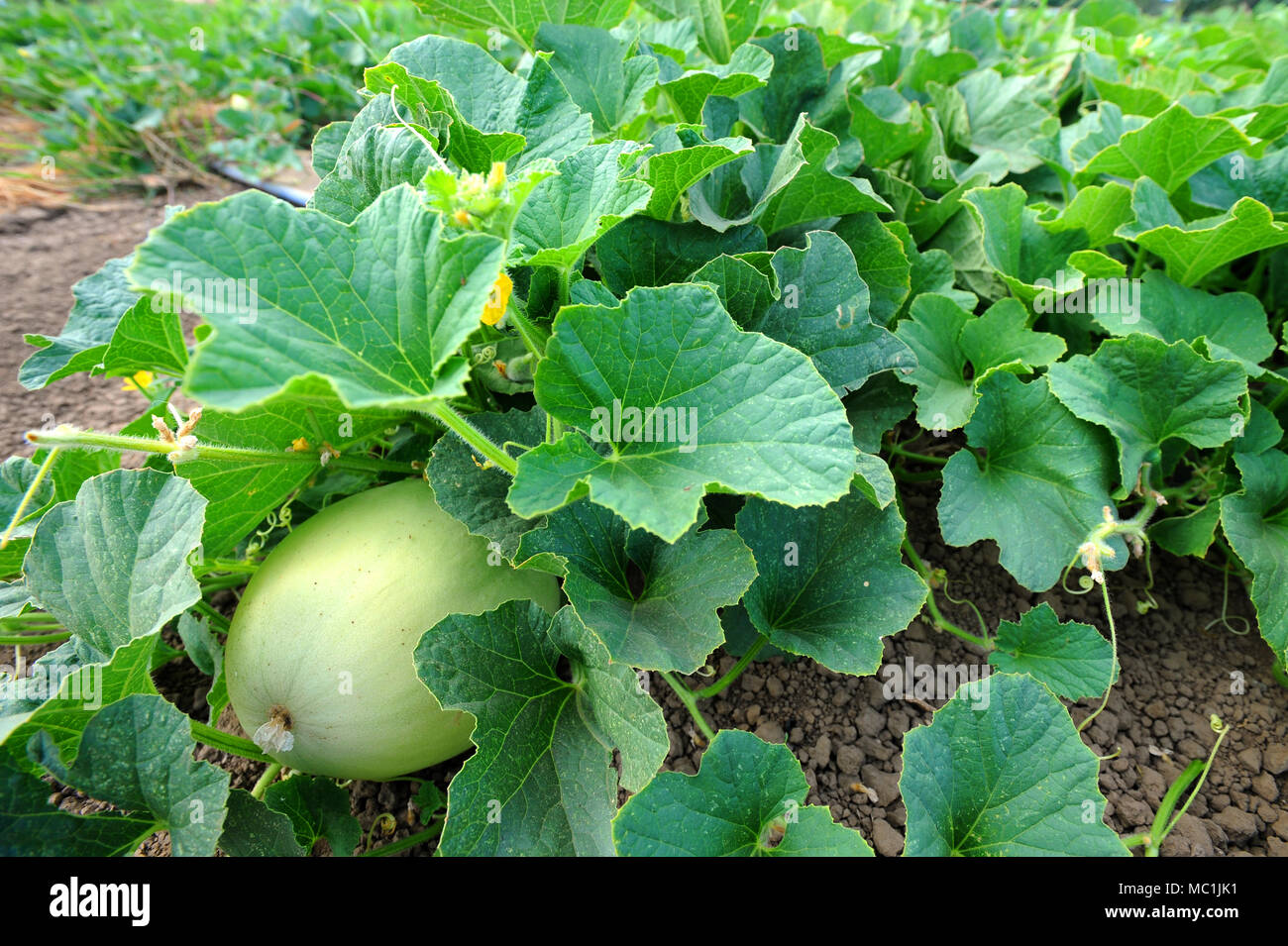 Melons are a popular agricultural crop grown in Capay Valley, California. Stock Photo