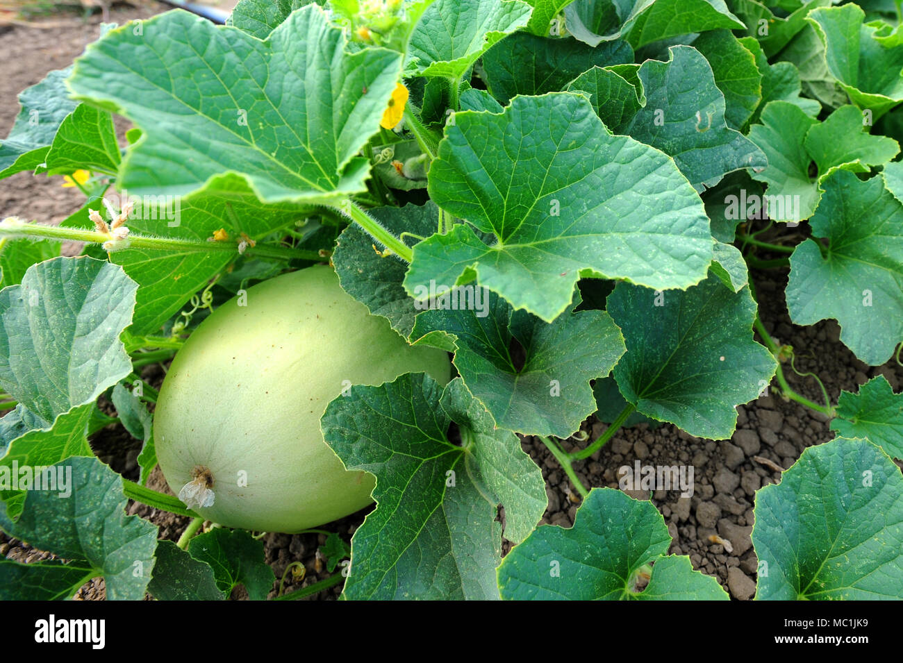 Melons are a popular agricultural crop grown in Capay Valley, California. Stock Photo