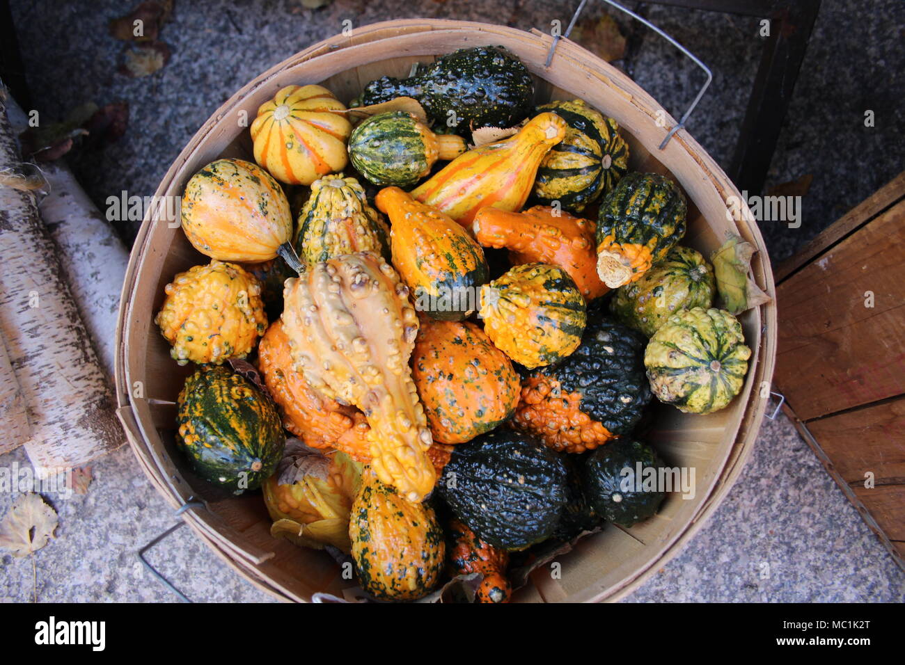 An aerial view of a wooden basket filled with different colored gourds found on Beacon Street in October in Boston. Stock Photo