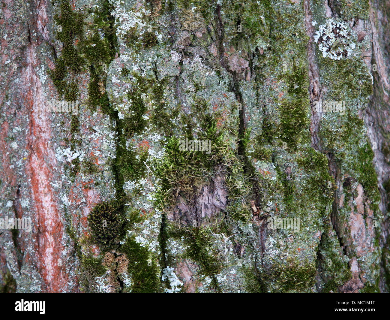 Pine bark texture of old wood Stock Photo - Alamy