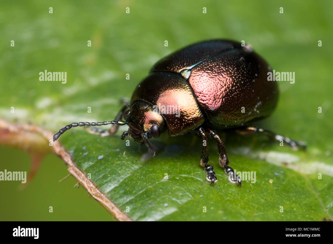 Leaf Beetle (Chrysolina varians) resting on bramble leaf. Tipperary, Ireland Stock Photo