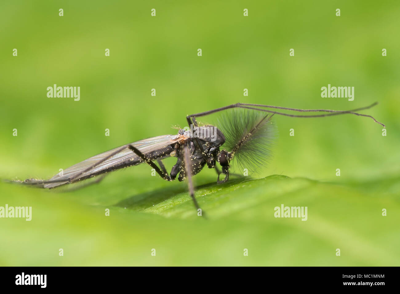 Male Chironomid (a non-biting midge) at rest on a leaf with its front legs held out in front of its body. Tipperary, Ireland Stock Photo