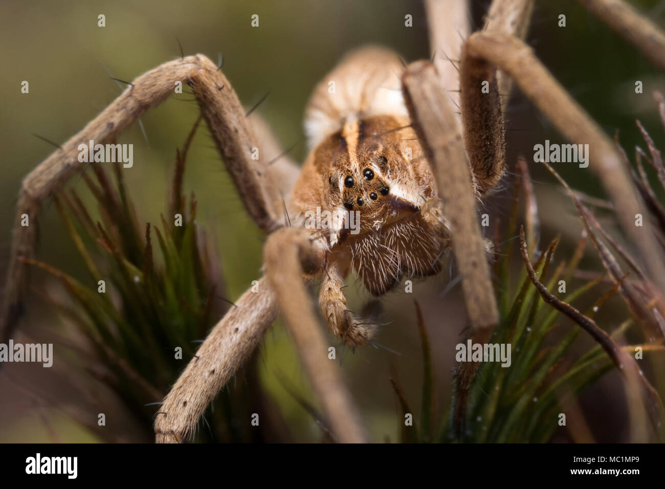 Nursery web spider (Pisaura mirabilis) walking through grass. Tipperary, Ireland Stock Photo