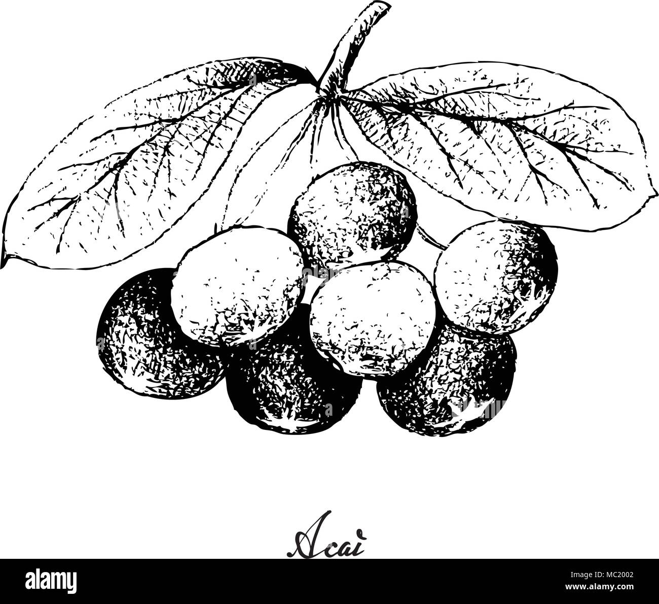 Berry Fruit, Illustration Hand Drawn Sketch of Acai Berries or Euterpe ...