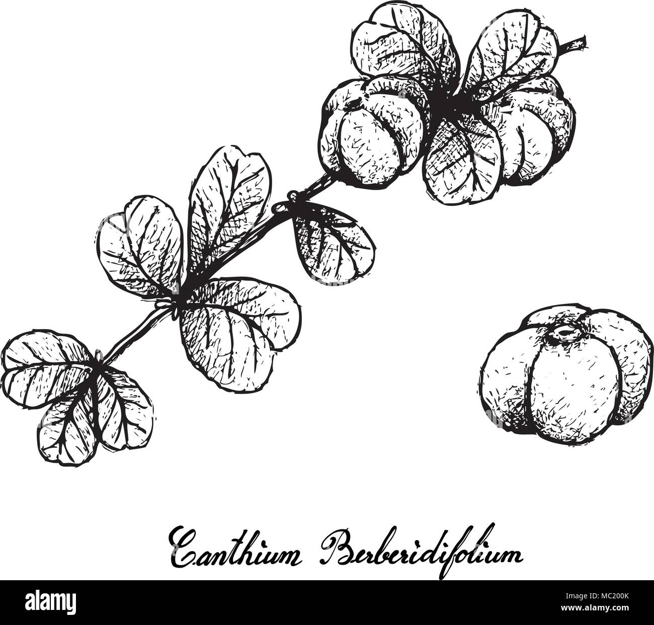 Berry Fruit, Illustration Hand Drawn Sketch of Red and Sweet Canthium Berberidifolium Frutis with Green Leaves Hanging on Tree Branch Isolated on Whit Stock Vector
