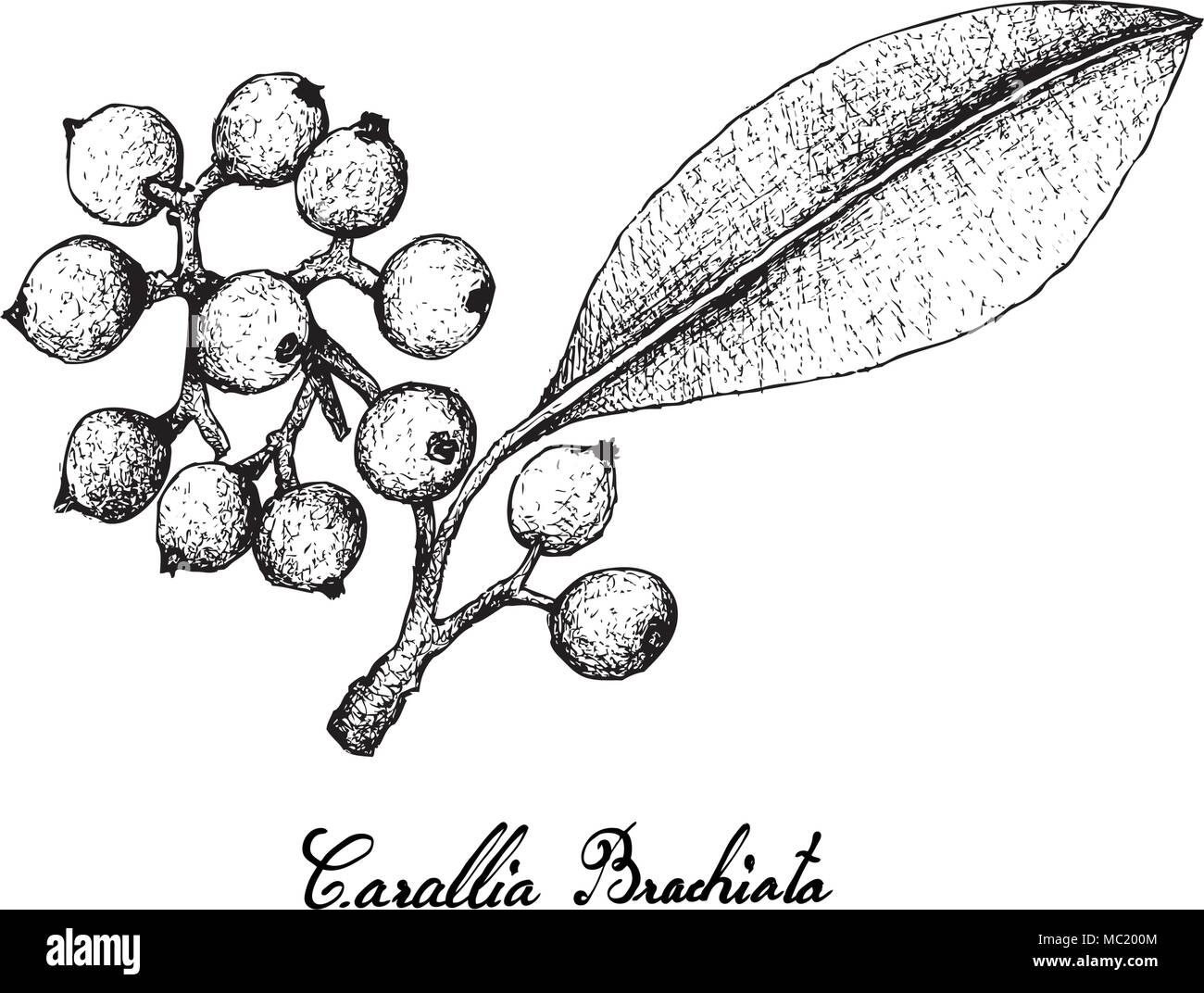 Berry Fruit, Illustration Hand Drawn Sketch of Carallia Brachiata Fruits Isolated on White Background. Stock Vector