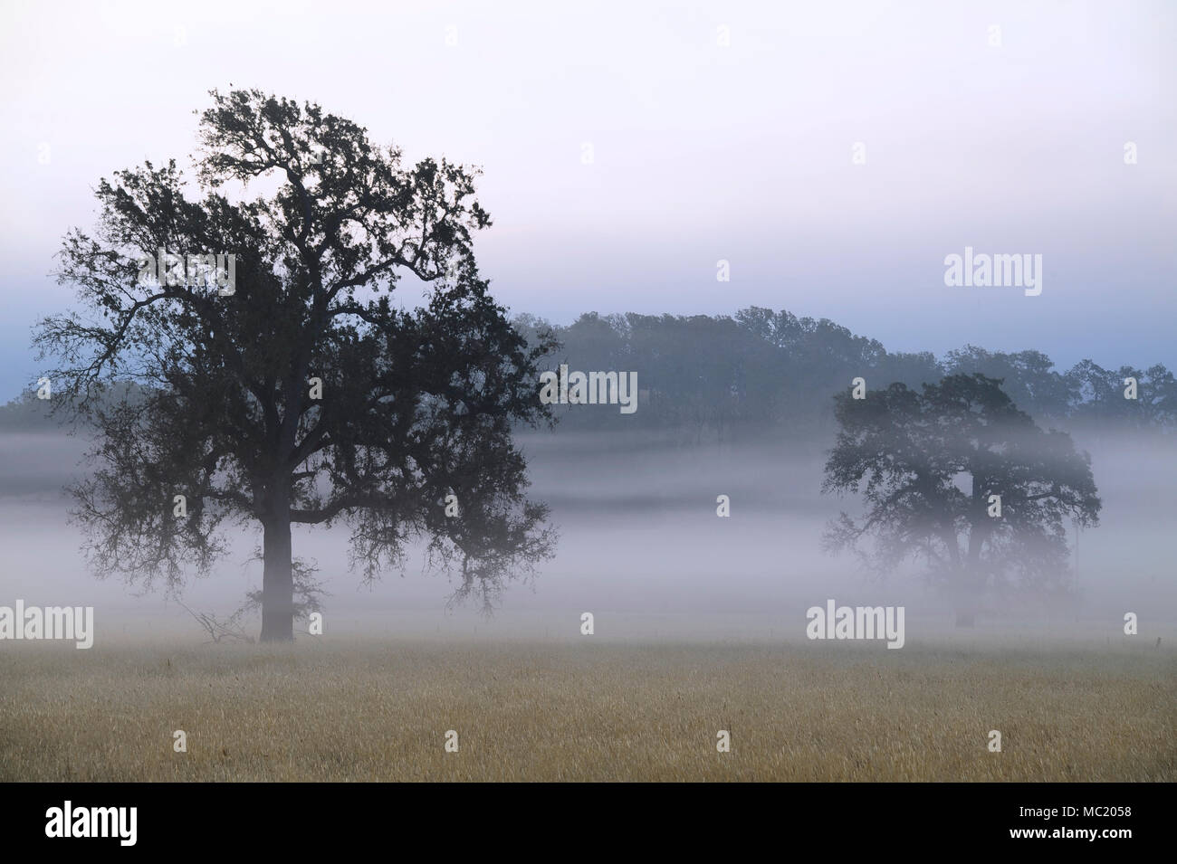 Fog hovers amidst oak trees in an otherwise typical California landscape. Stock Photo