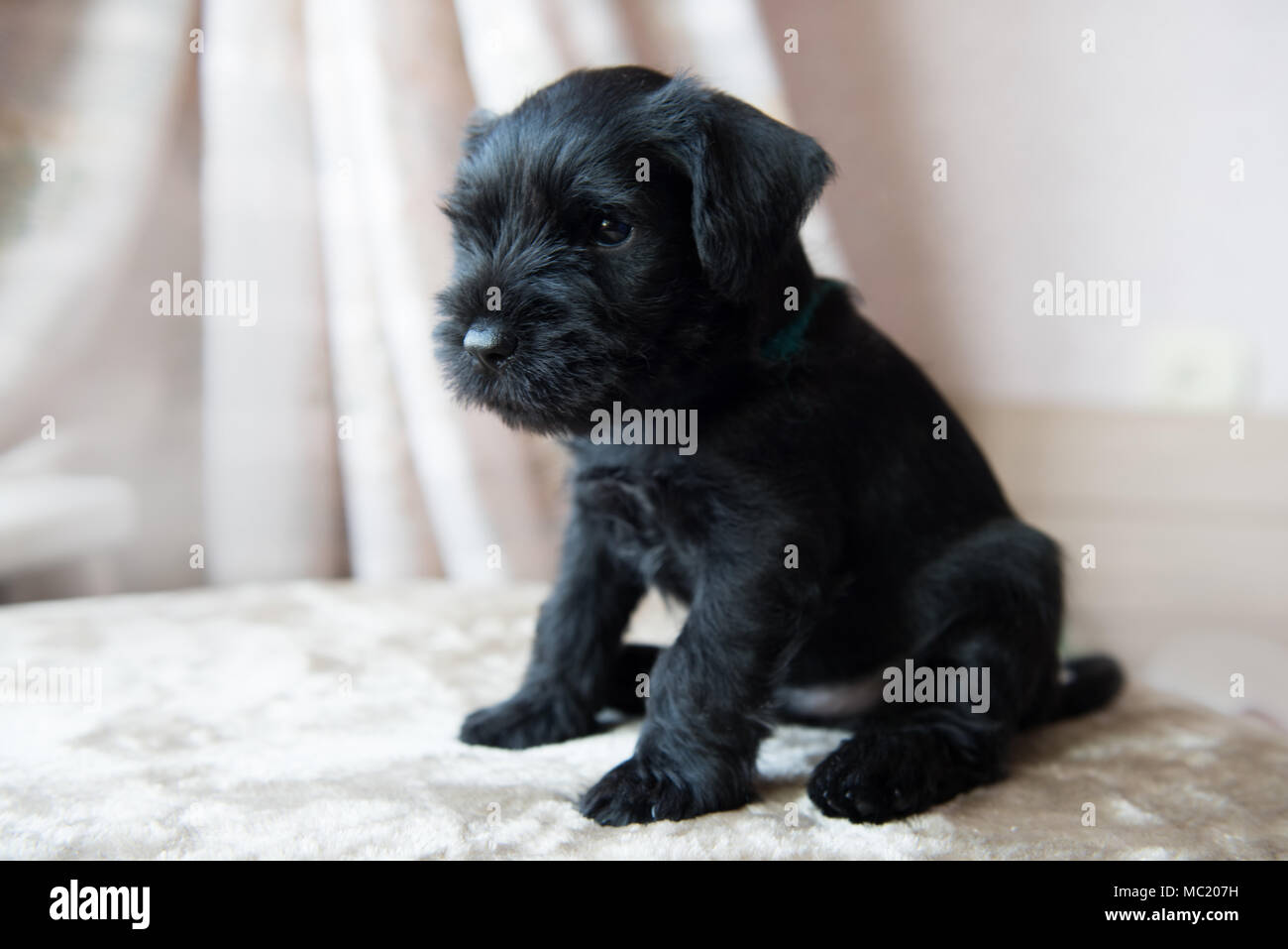Miniature Schnauzer puppy Stock Photo