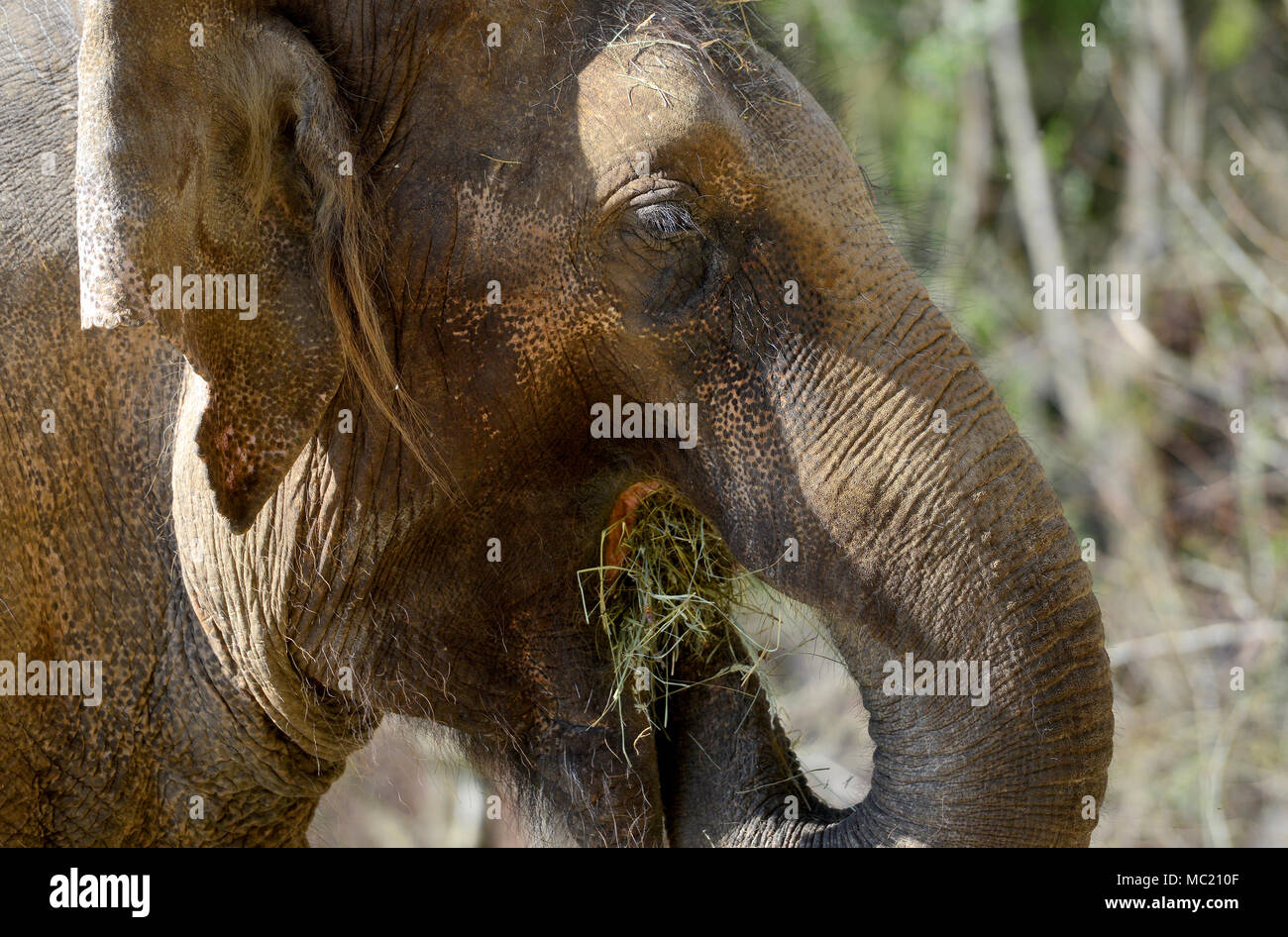 Elephant in nature Stock Photo