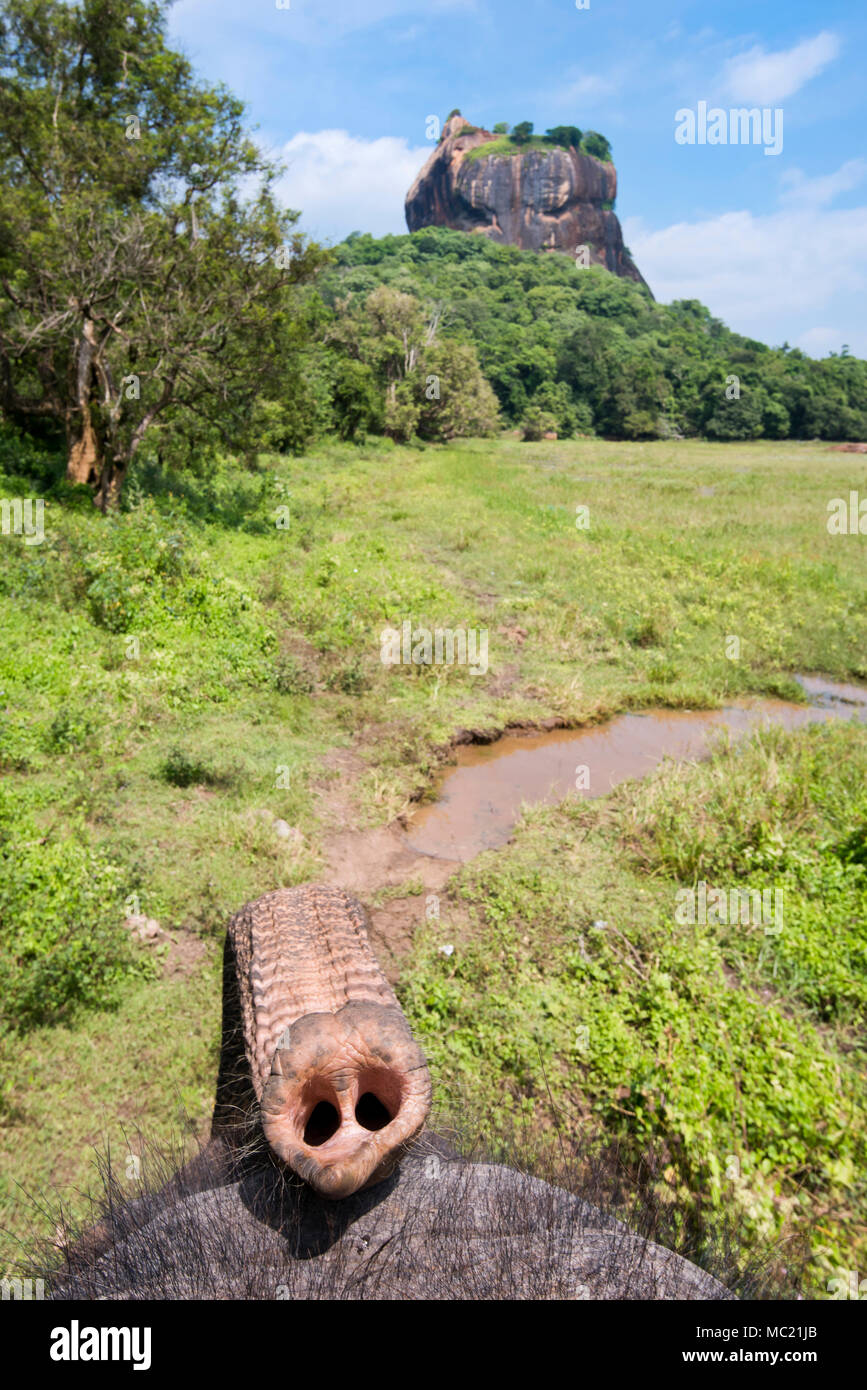 Vertical view of Sigiriya or Lion's Rock from the back of an elephant in Sri Lanka. Stock Photo