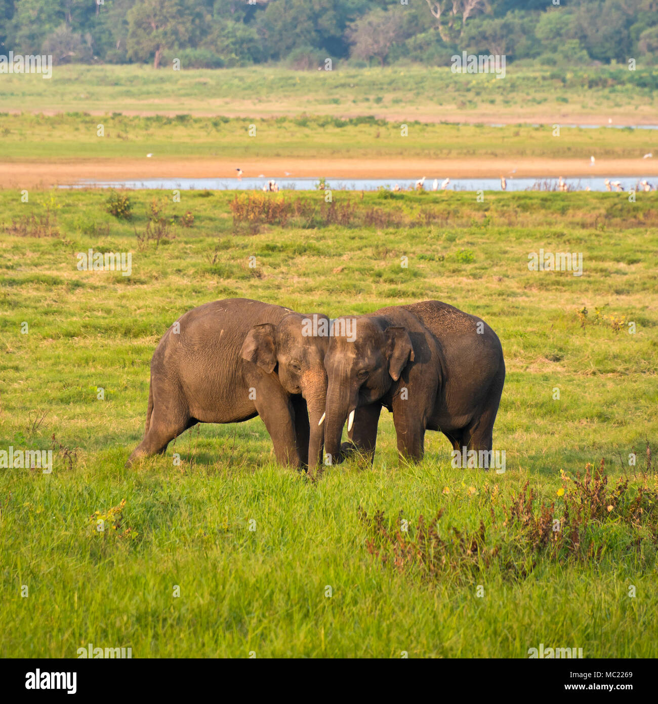 Square view of wild elephants rubbing against each other at Minneriya National Park in Sri Lanka. Stock Photo