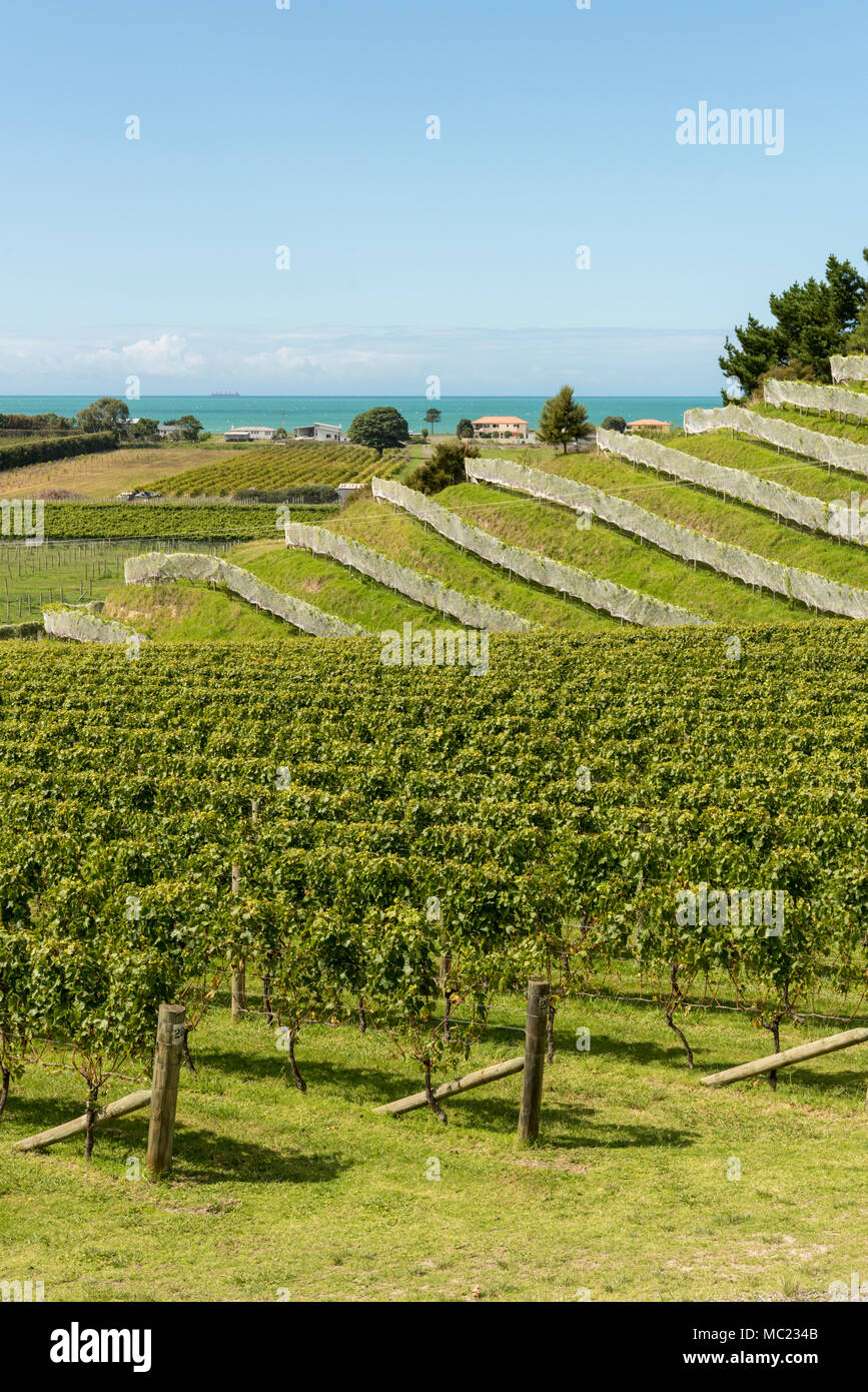 Terraced vineyards at the Esk Valley vineyard, Hawkes Bay, New Zealand, new world wine production Stock Photo