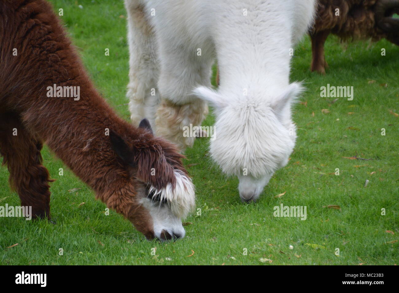 Lamas Eating Grass Stock Photo