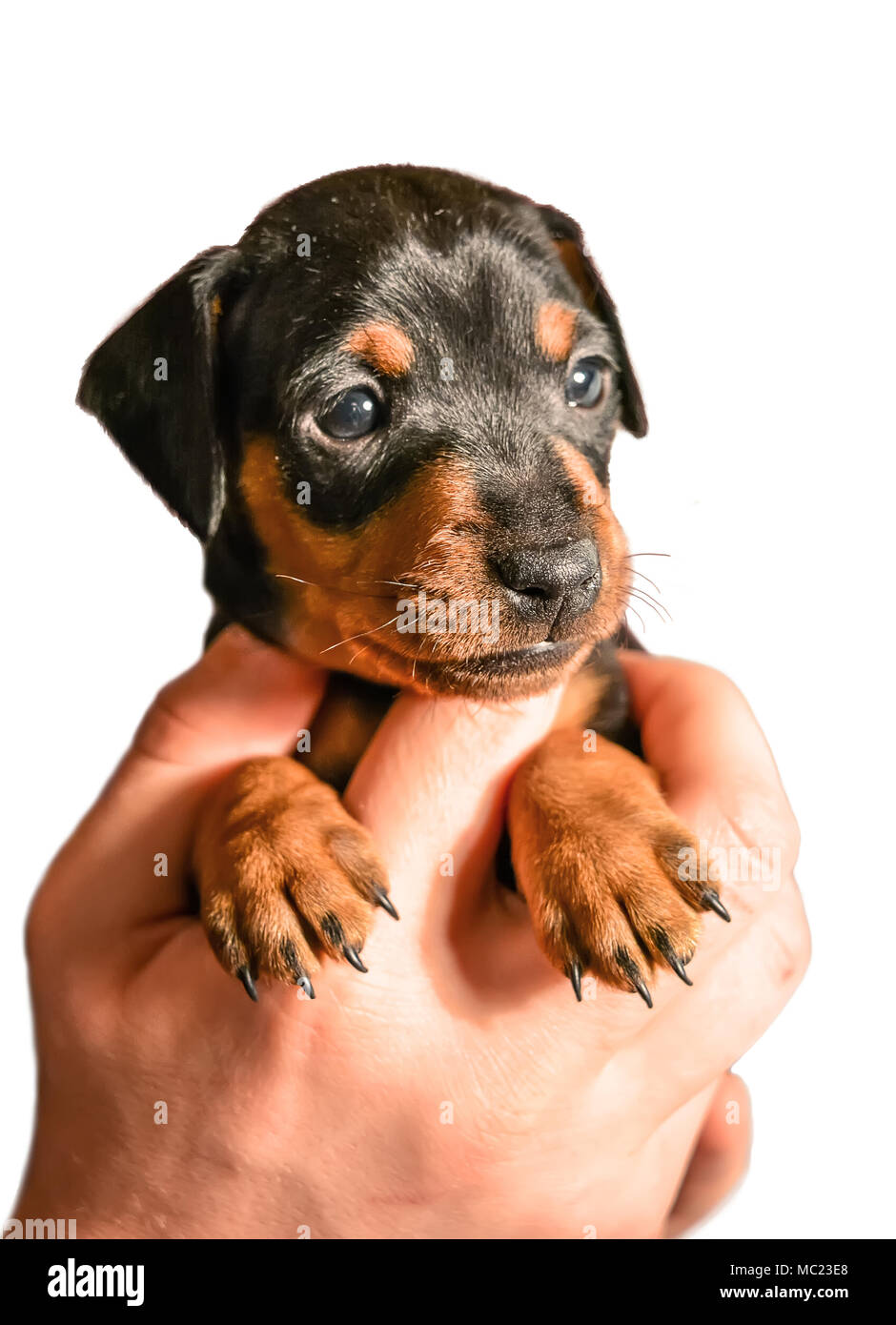 Adorable miniature pinscher puppy in hand on white background Stock Photo