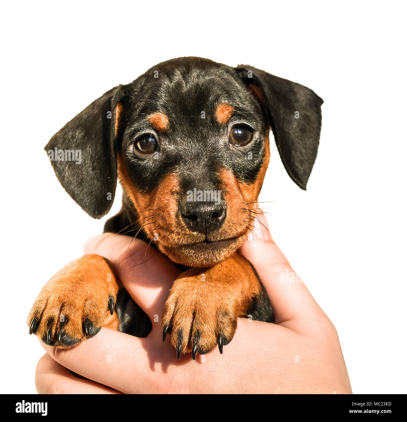 Cute miniature pinscher puppy in hand on white background Stock Photo