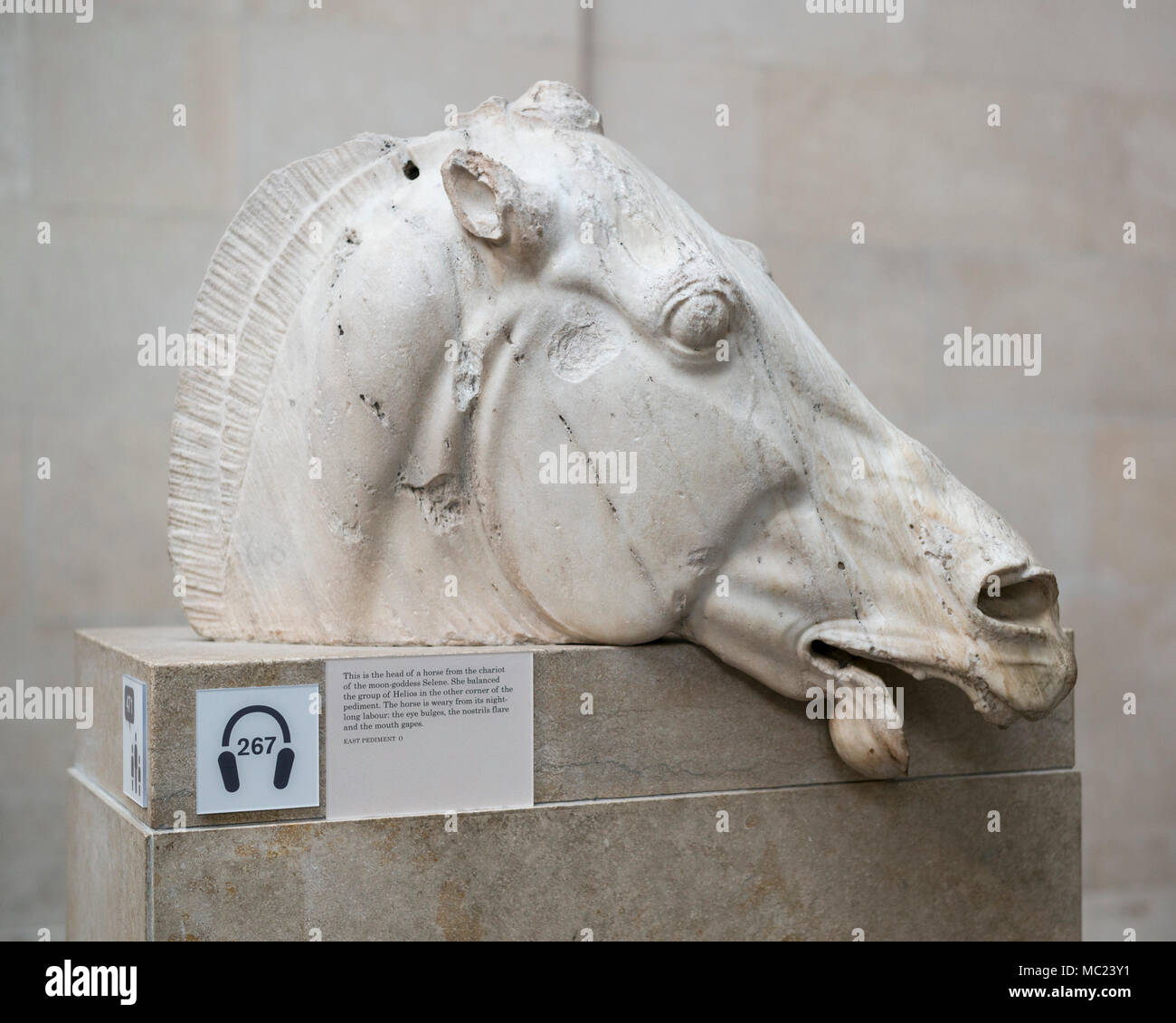 London. England. British Museum, Parthenon sculptures aka Elgin Marbles. Sculpture of the head of a horse from the chariot of the moon goddess Selene, Stock Photo