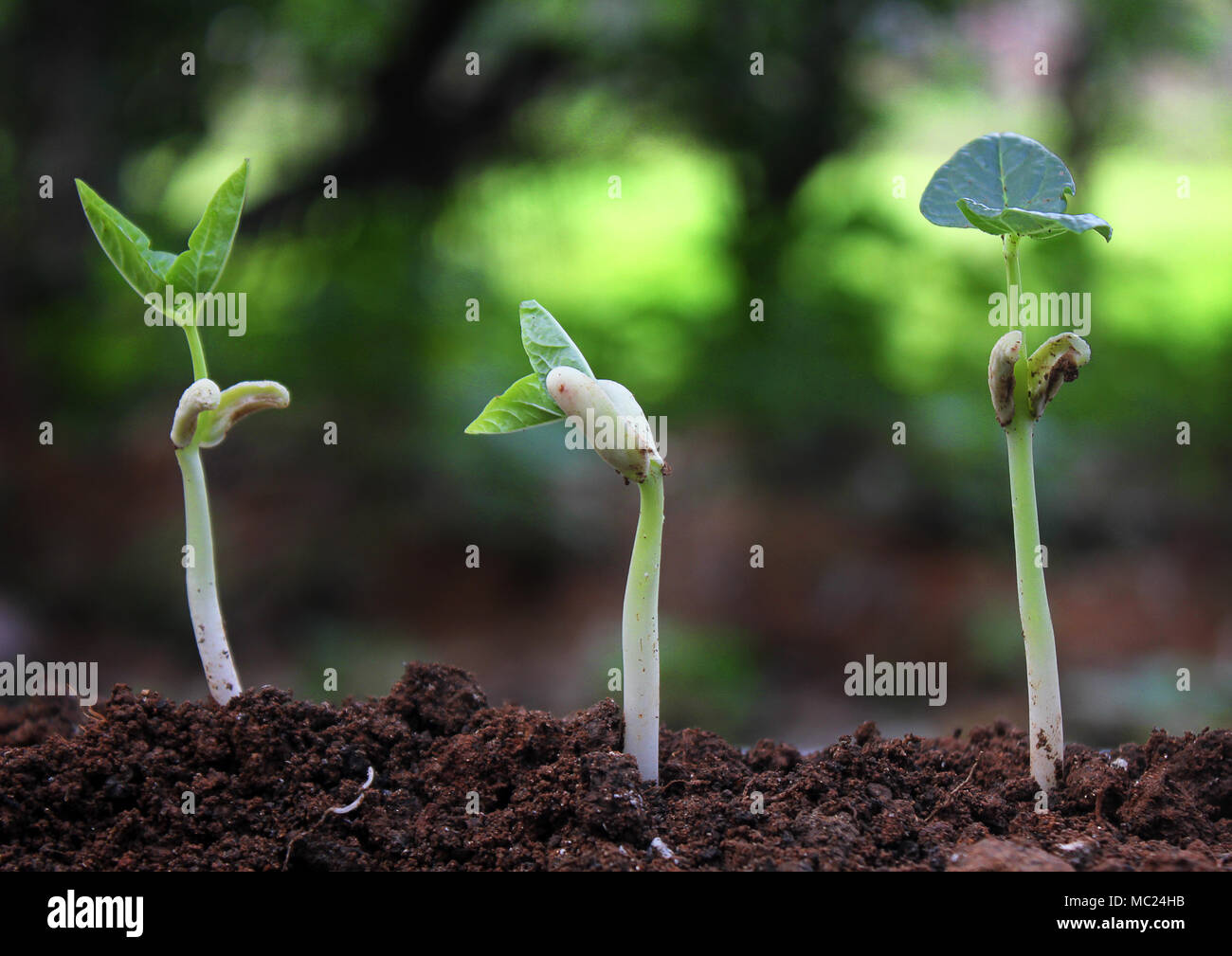 trees growing on fertile soil in germination sequence / growing plants / plant growth Stock Photo