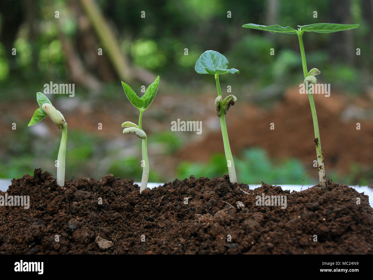 Plant germination and growth seedling,Plant growthStages of growing