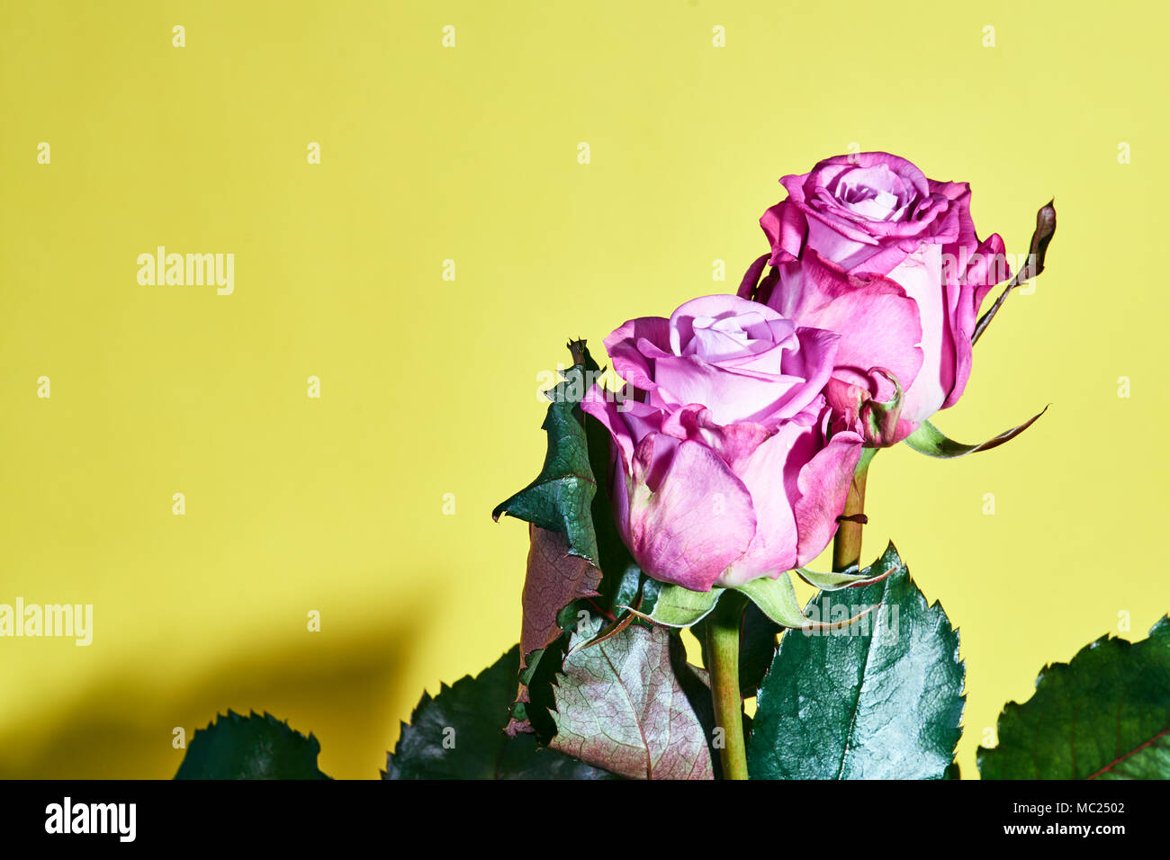 Beautiful pink rose flower on a yellow background Stock Photo - Alamy