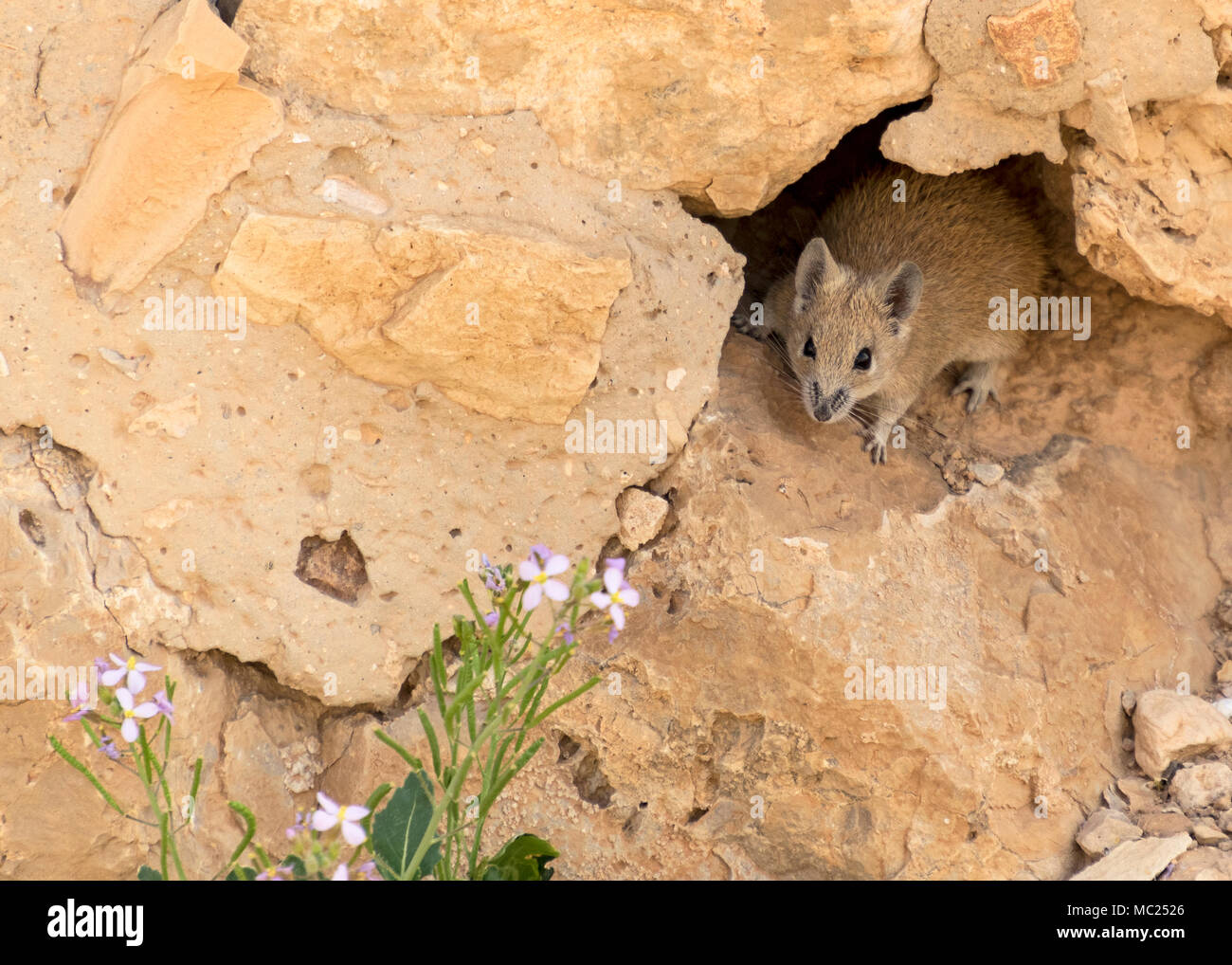 a golden spiny mouse at Masada, Israel looking at a wildflower Stock Photo