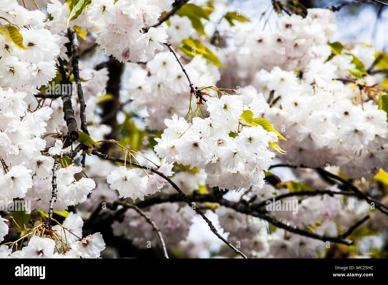 Cherry blossom background Stock Photo