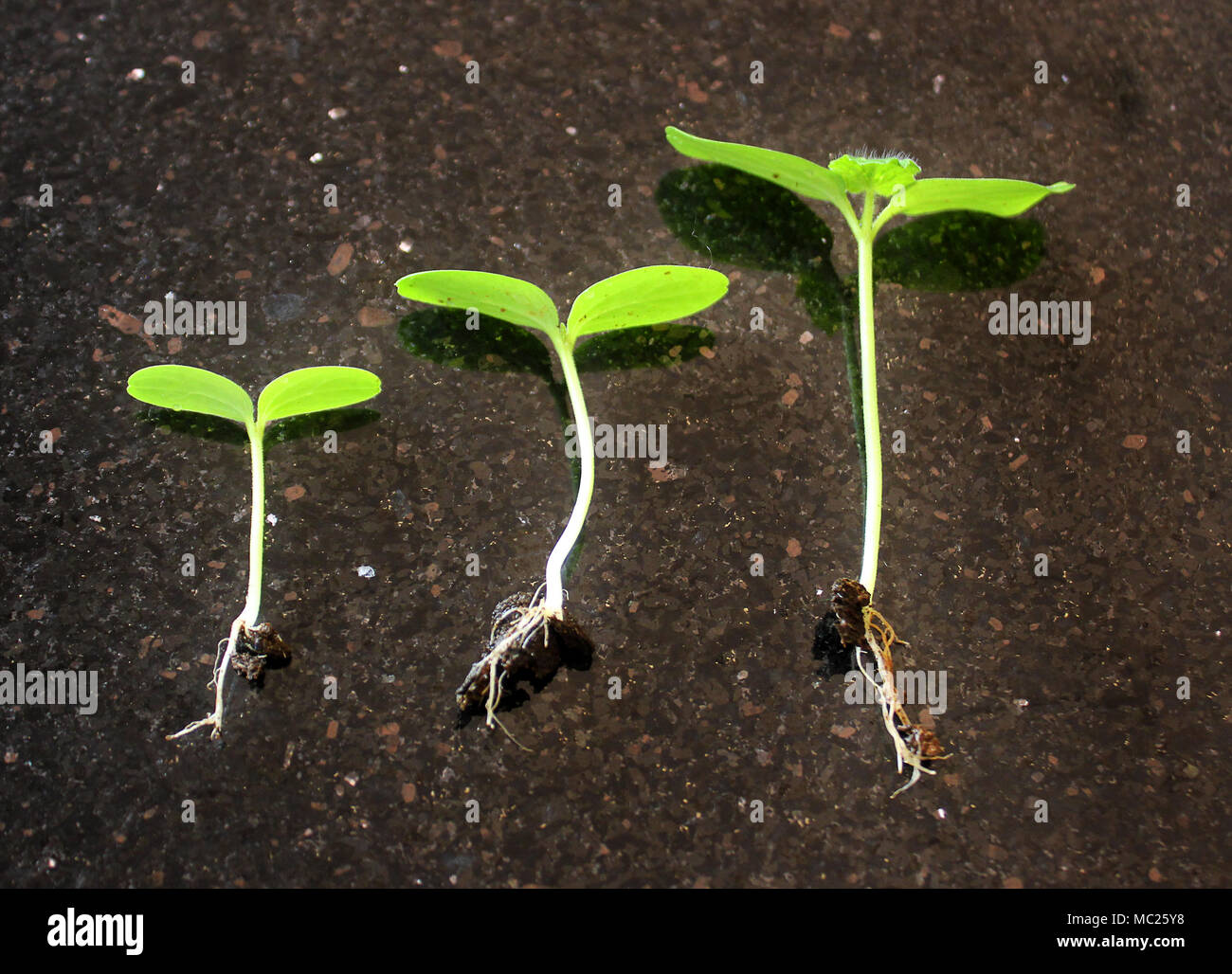 germinated seeds sequence and growth of bean plants Stock Photo Alamy