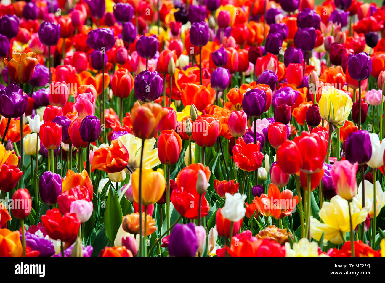 Field of tulip flowers Stock Photo