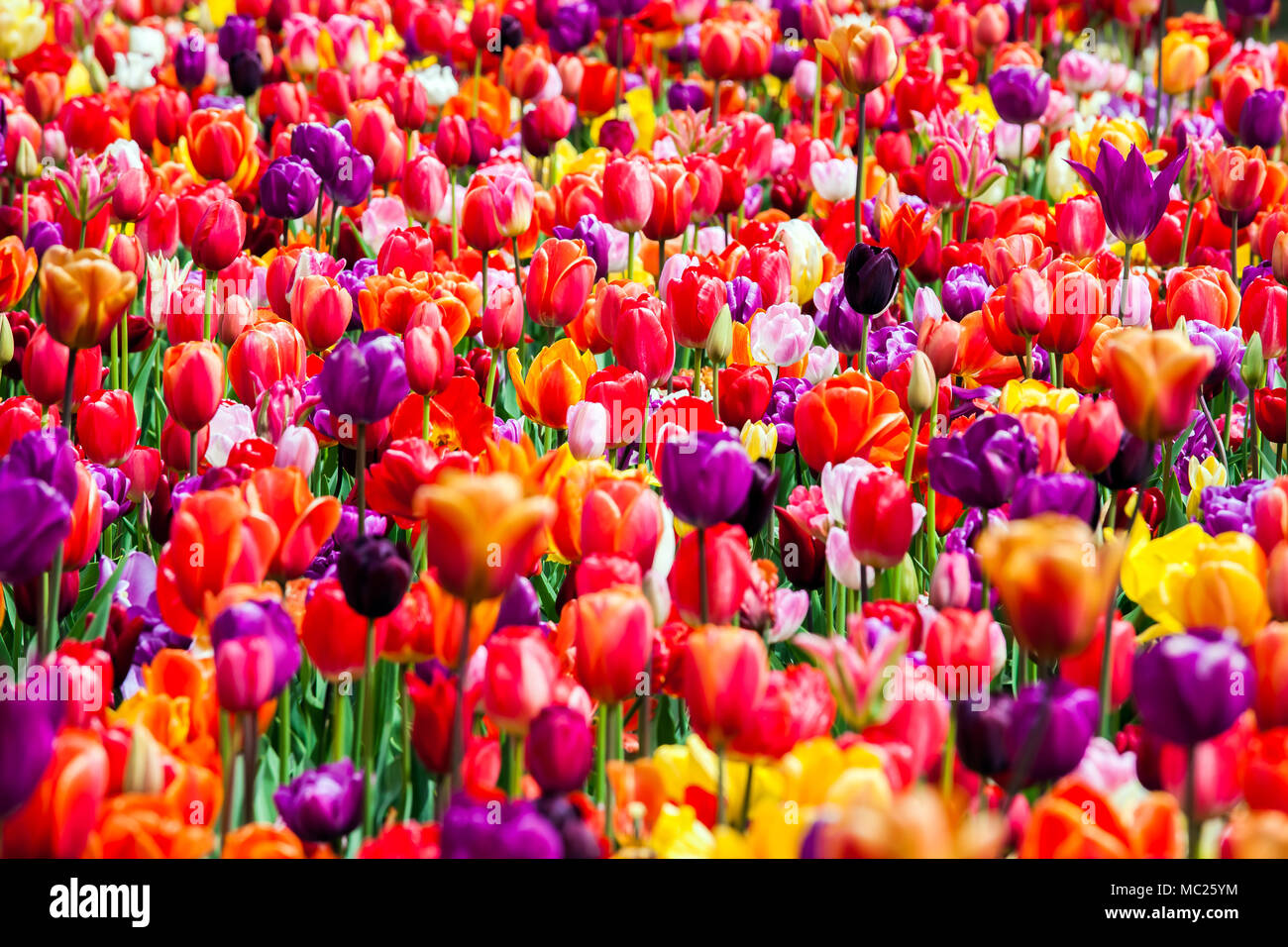 Field of tulip flowers Stock Photo