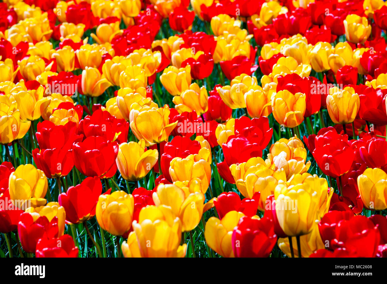 Field of colorful tulips Stock Photo - Alamy