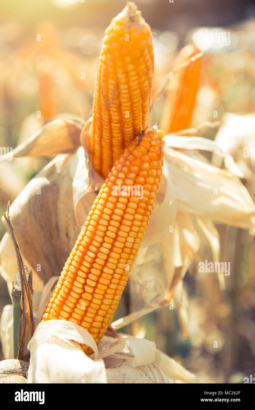 dried corn maize crops in agriculture corn field Stock Photo