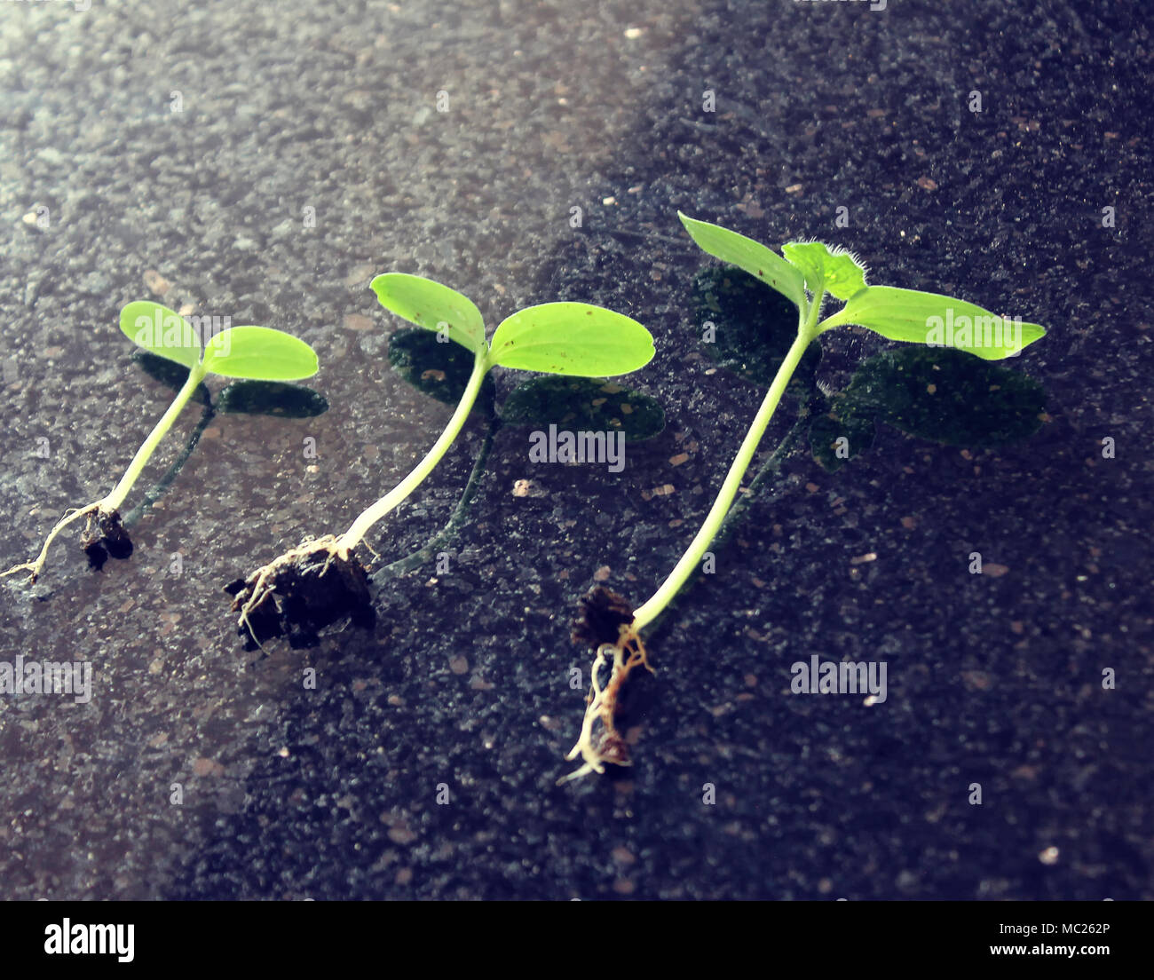 Agriculture. Growing plants. Plant seedling.  young baby plants growing in germination sequence on fertile soil with natural green background Stock Photo