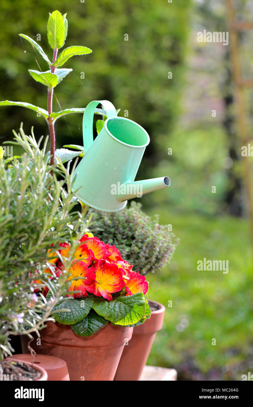 decorative green watering can in flowers and aromatic plants potted in a garden Stock Photo