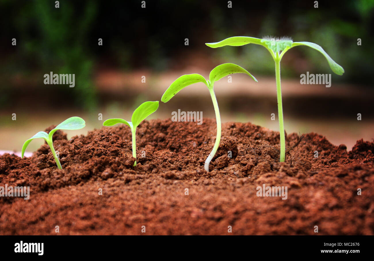 Agriculture. Growing plants. Plant seedling. young baby plants growing