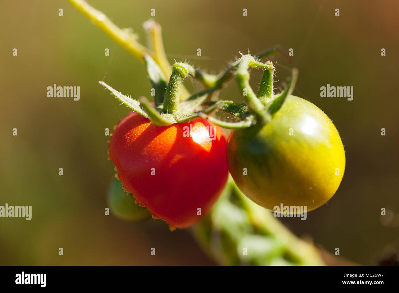 Tomatoes growing on the vine in the orchard at Malva, Valle de ...