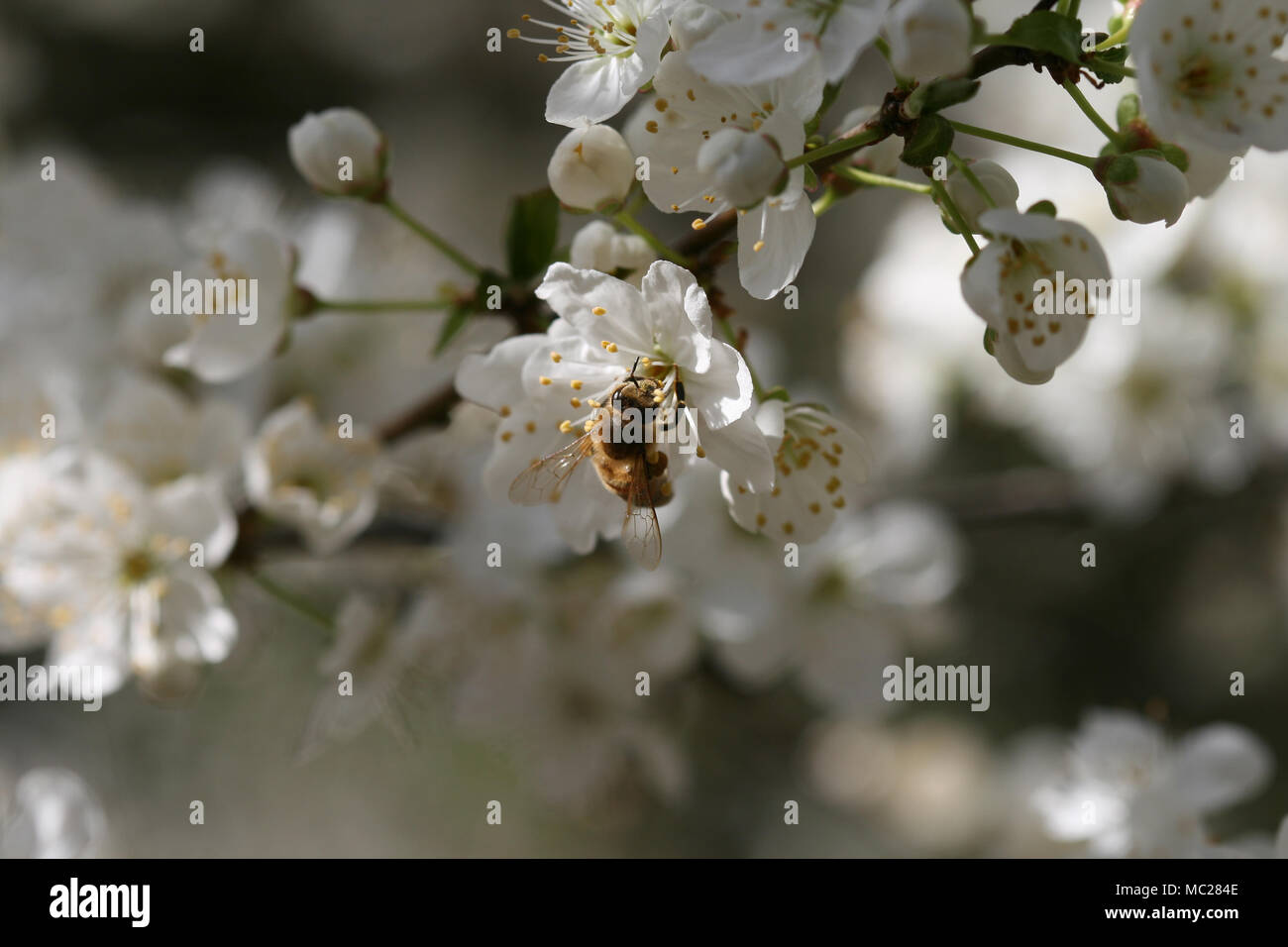 Bee pollinating Stock Photo