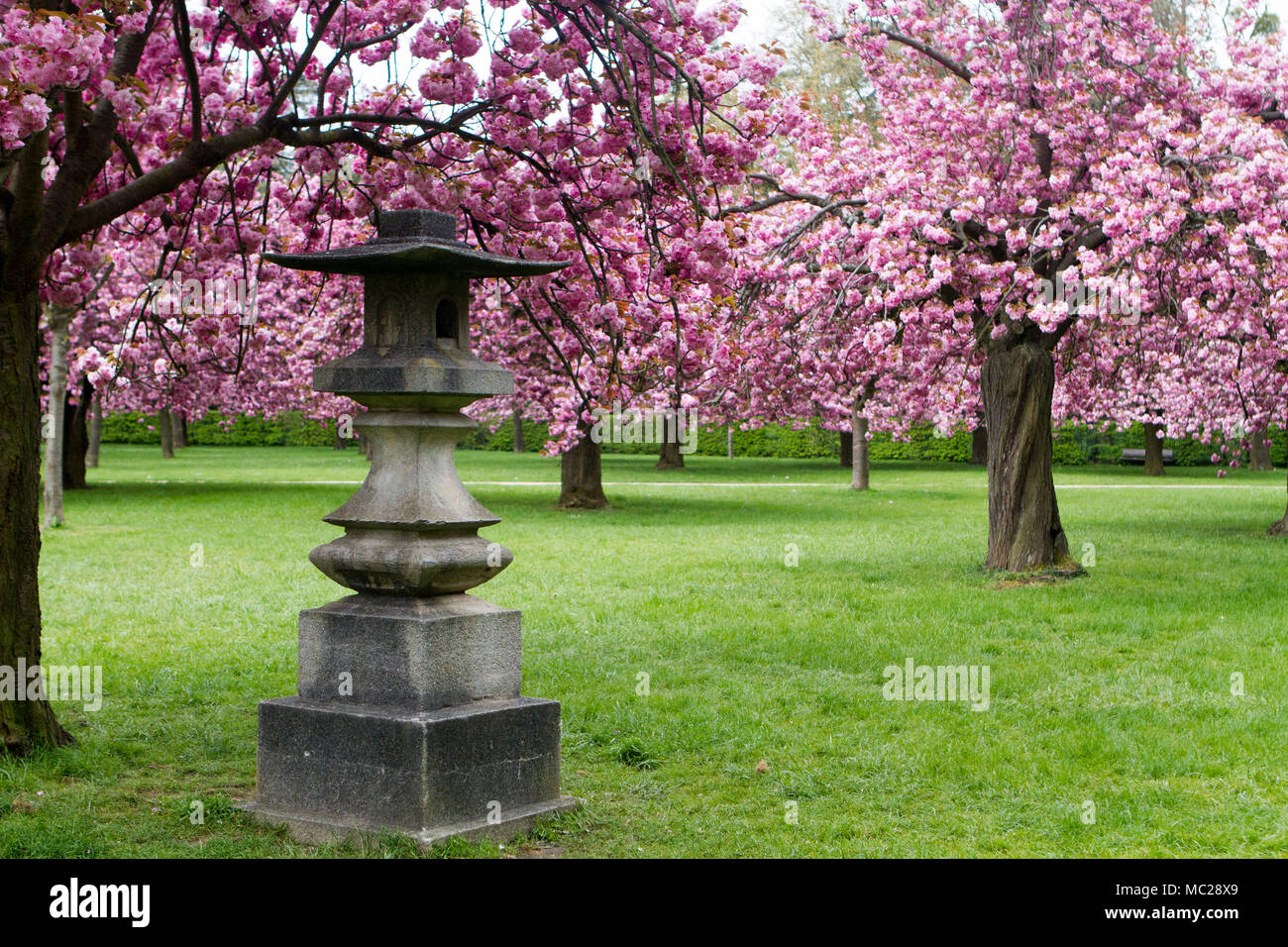 cherry trees and pagoda Stock Photo