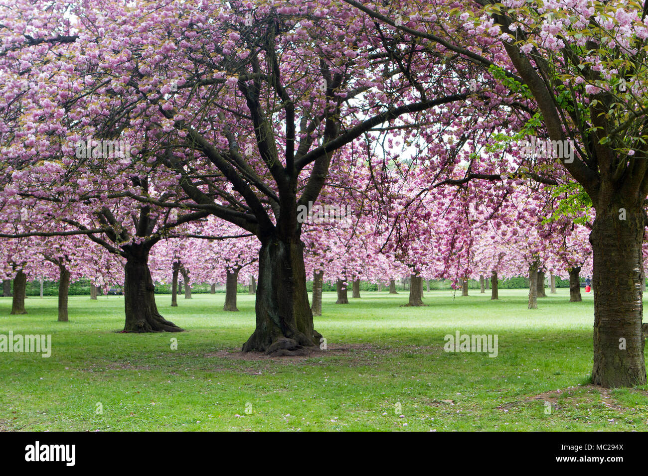 cherry blossoms public park Stock Photo